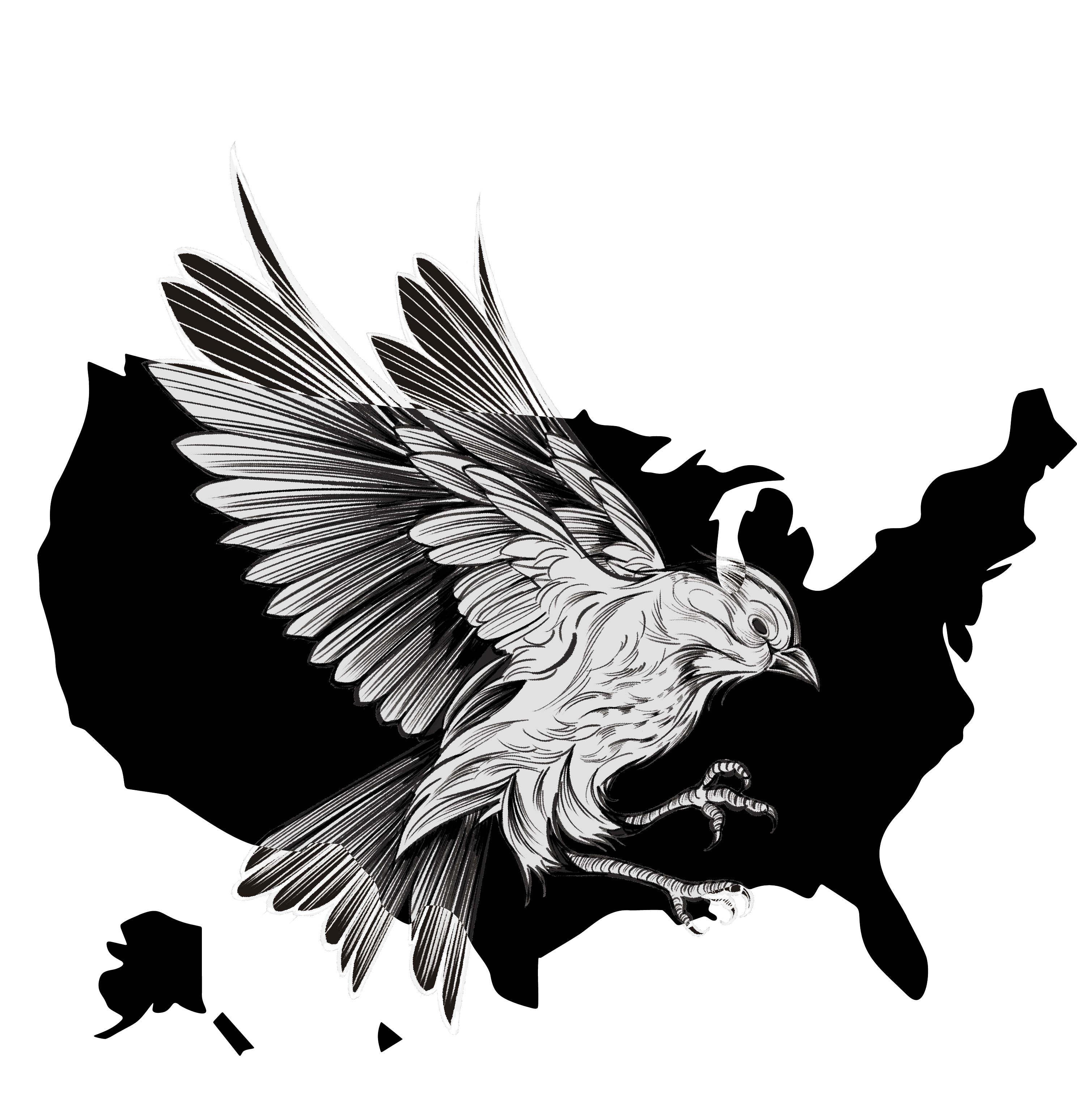 美國鳥