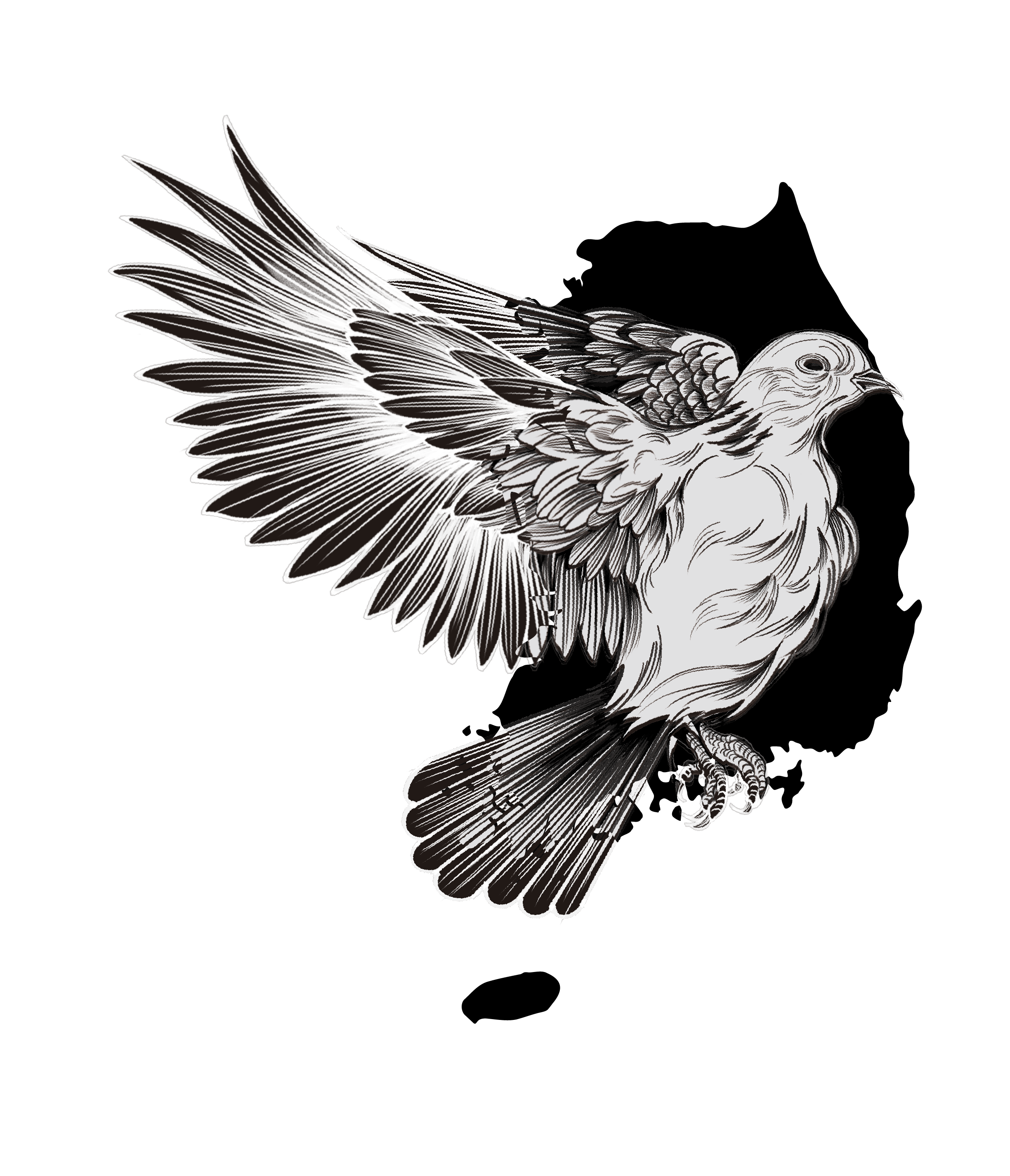 韓國鳥